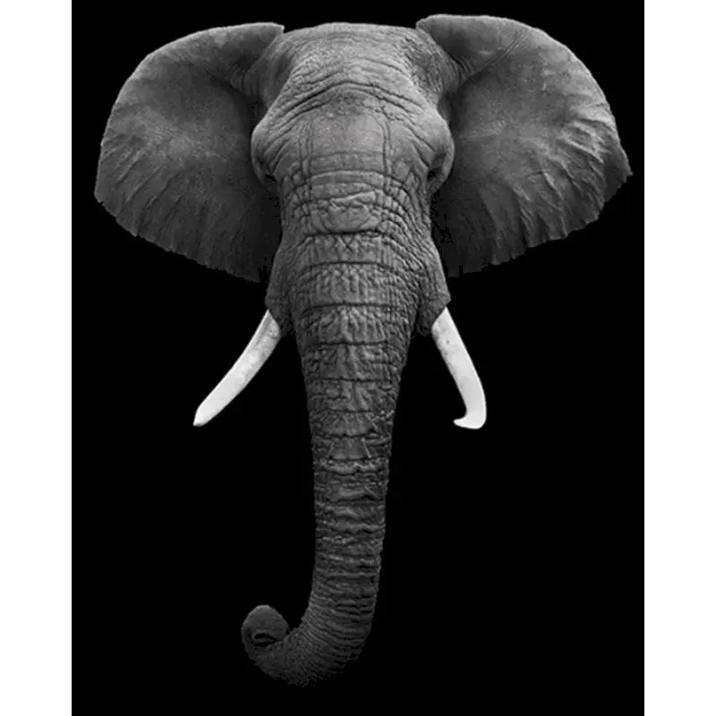 Elephant Paint by Number Kits for Adults